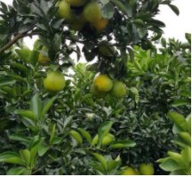 什么是有机认证